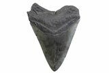 Fossil Megalodon Tooth - South Carolina #371793-2